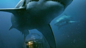 《深海逃生》曝光片段 美女作死铁笼入水看鲨鱼