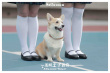 一条叫王子的狗