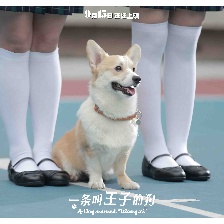 一條叫王子的狗