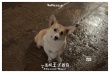 《一條叫王子的狗》終極海報(bào):柯基王子搭學(xué)生妹
