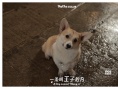 《一条叫王子的狗》终极海报:柯基王子搭学生妹