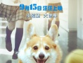 《一条叫王子的狗》终极海报:柯基王子搭学生妹