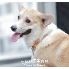 一條叫王子的狗