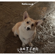 一條叫王子的狗