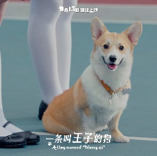 一條叫王子的狗
