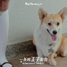 一條叫王子的狗
