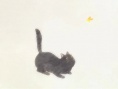 她和她的猫