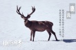 《地球四季》发布主题剧照 转换视角与动物为朋