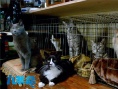 《九条命》曝光特辑 铲屎官分享养猫感人心路