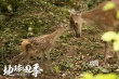 《地球四季》配音特辑 黄晓明献声助阵自然电影