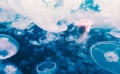 纪录片《时间之旅》首发配音片段 体验生命的展开