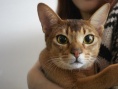 如何与我的猫分手
