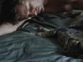 公猫