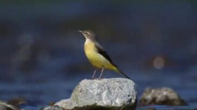 《远野物语》 电影预告片2