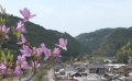 《穿過鳥道》 日本預(yù)告片1