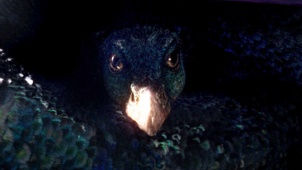 《神奇动物在哪里》再曝新预告 魔法生物首露真容