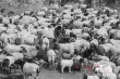 万玛才旦《塔洛》斩获多奖 12月9日内地限量上映