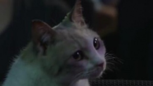 《老师和迷路猫》日语预告片 流浪猫的自在生活