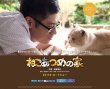 猫咪后院