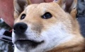 《繩文柴犬的夢》電影預告片2