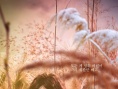 韩国票房：《神秘动物》连庄 《哥哥》首周亚军