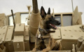 《軍犬麥克斯》電視版預(yù)告片2