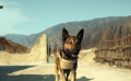 《軍犬麥克斯》片段2