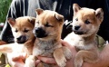 《向日葵與幼犬的7天》電視版預告片