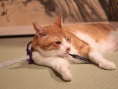 猫忍