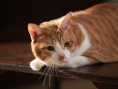 猫忍