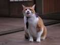 猫忍