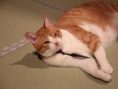 猫忍