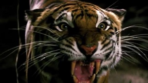 《金矿》片段 影帝马修·麦康纳惊险对峙猛虎