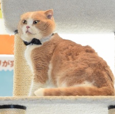 貓咪后院之家