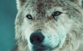 《血狼犬》预告片