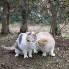 貓咪后院之家