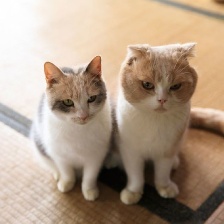 貓咪后院之家