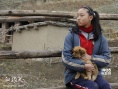 《血狼犬》清明發(fā)紀(jì)念海報(bào) 劇組懷念明星小狗貝貝