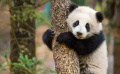 《我们诞生在中国》电视预告 世界