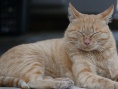 我是猫