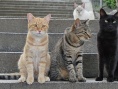 我是猫