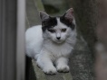 我是猫