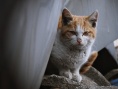 我是猫