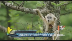 中国纪录片《我们诞生在中国》北美上映 票房喜人