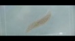 《异星觉醒》外星生物特辑 萌物变恶魔吞食人类