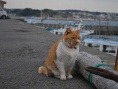 我是猫