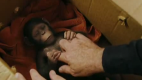 《猩球崛起3》电视宣传片 人猿和平不复存在