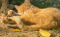 《我是猫》预告片 探讨人与动物共存话题