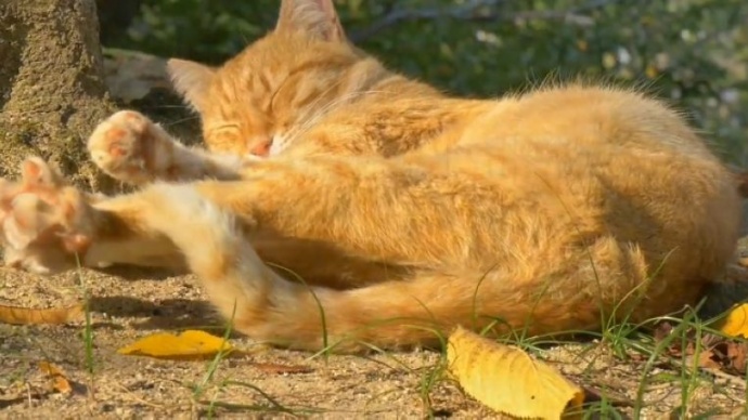 《我是猫》预告片 探讨人与动物共存话题