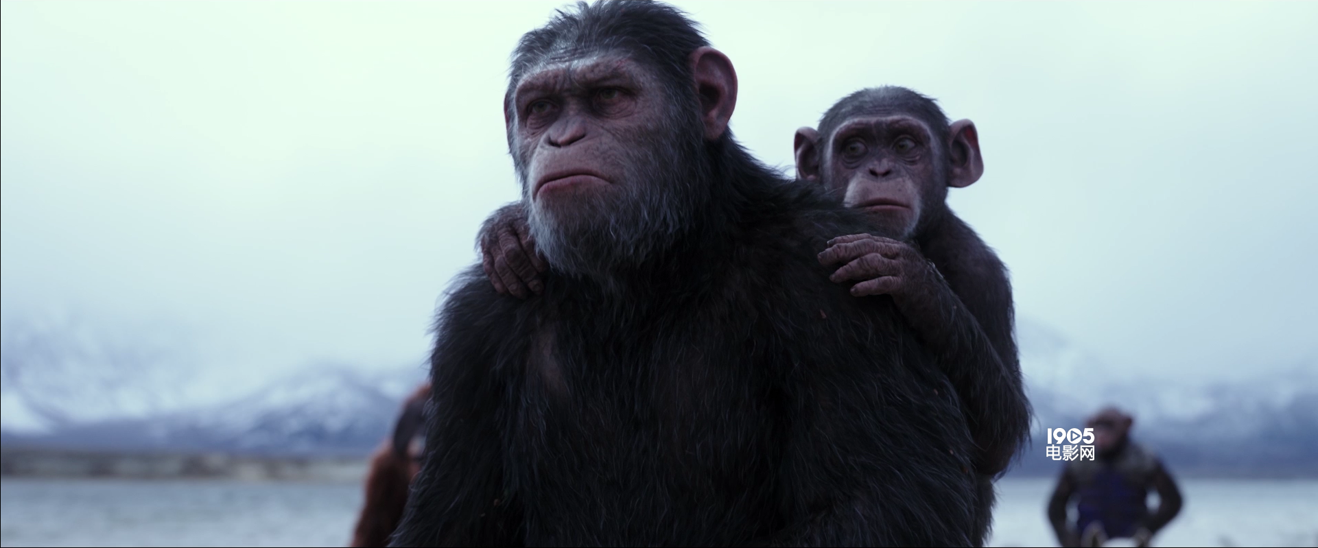 猩球崛起3:终极之战 War for the Planet of the Apes-2017电影高清壁纸预览 | 10wallpaper.com